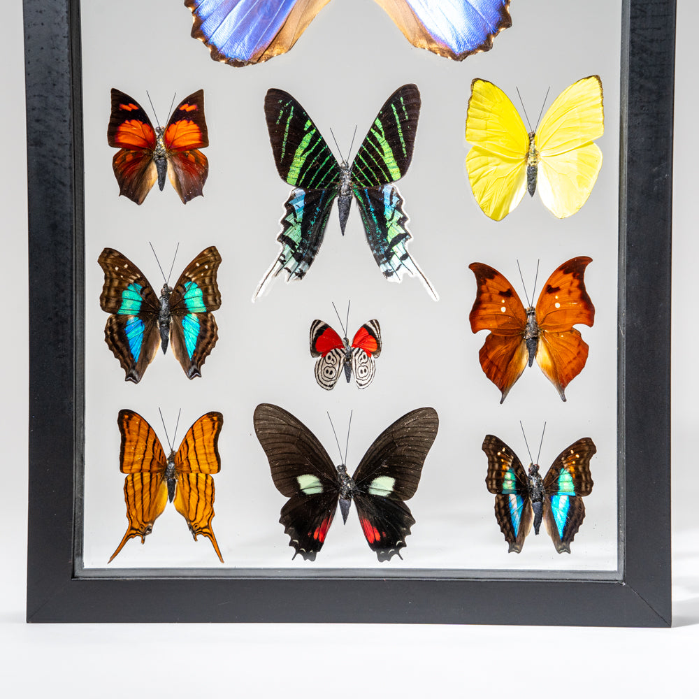 12 Genuine Butterflies in Black Display Frame