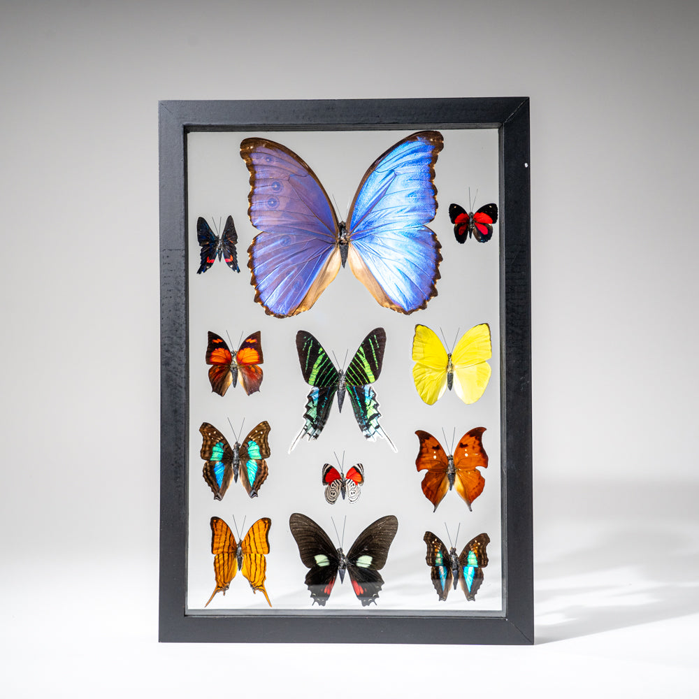 12 Genuine Butterflies in Black Display Frame