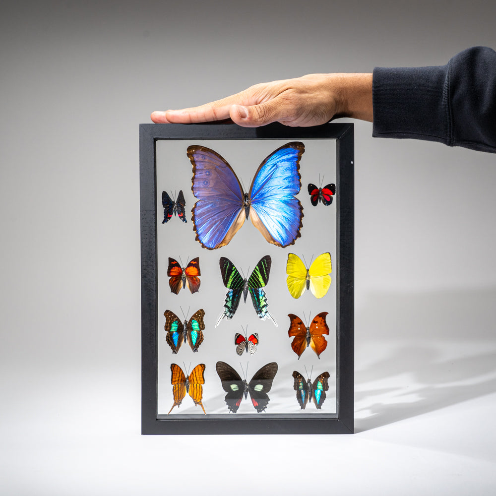 12 Genuine Butterflies in Black Display Frame