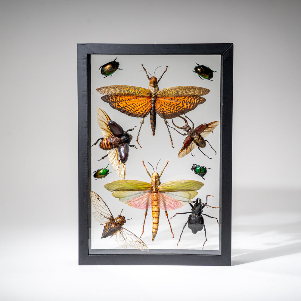 10 Genuine Insects in Display Frame