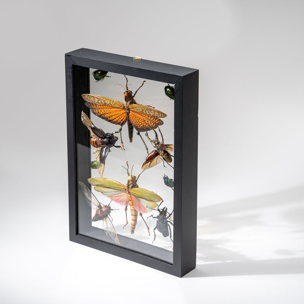 10 Genuine Insects in Display Frame