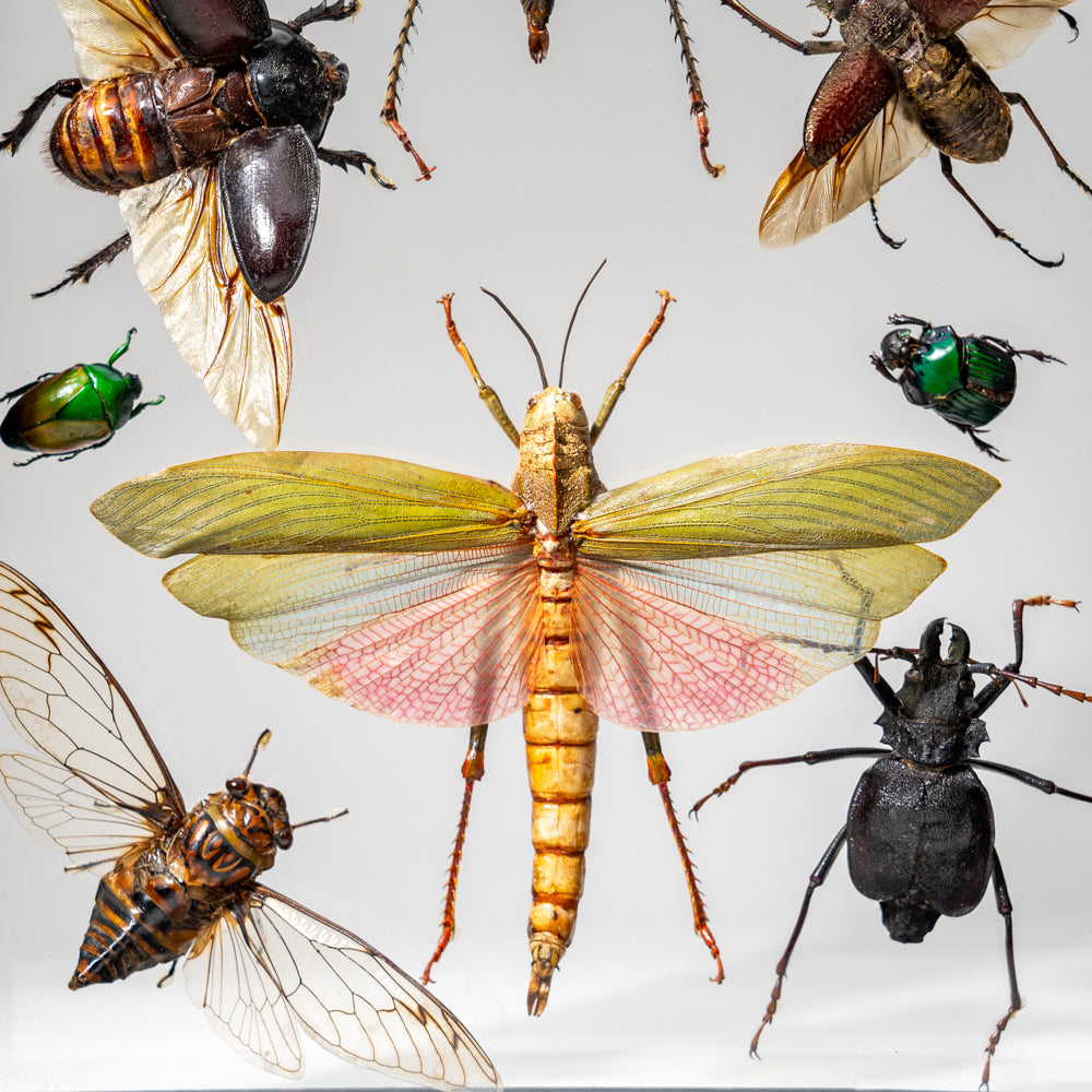 10 Genuine Insects in Display Frame