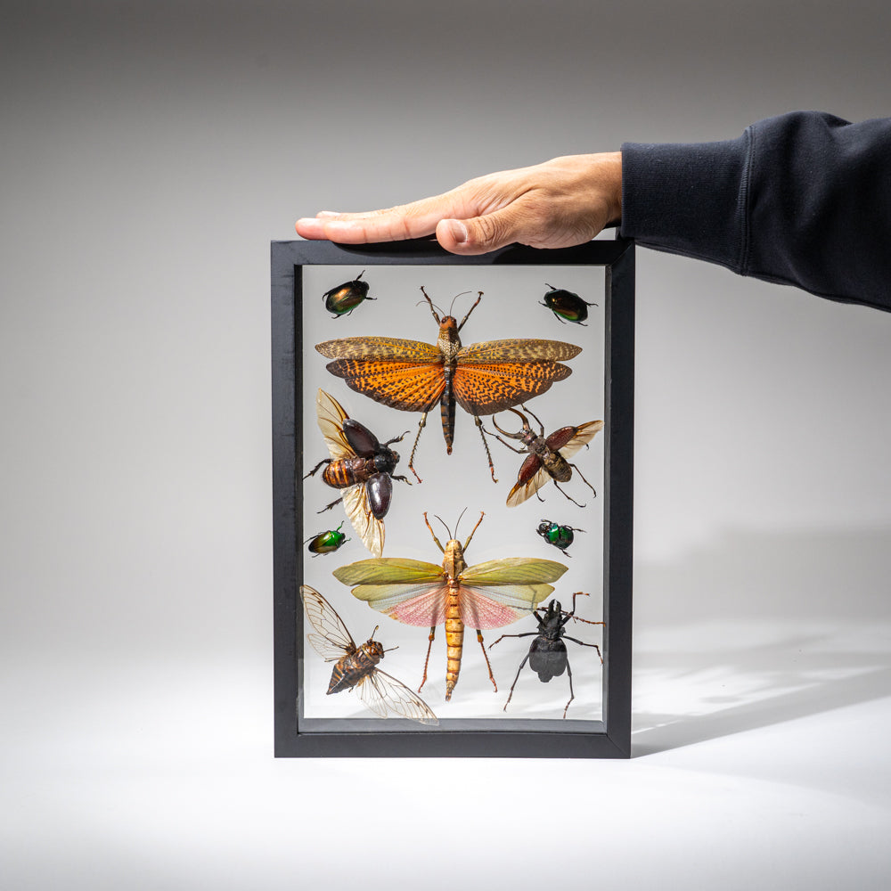 10 Genuine Insects in Display Frame