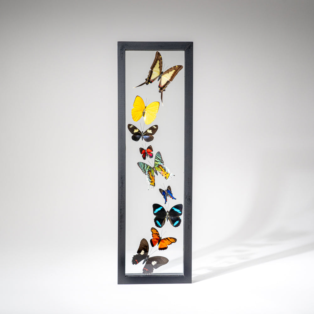 9 Genuine Butterflies in Black Display Frame