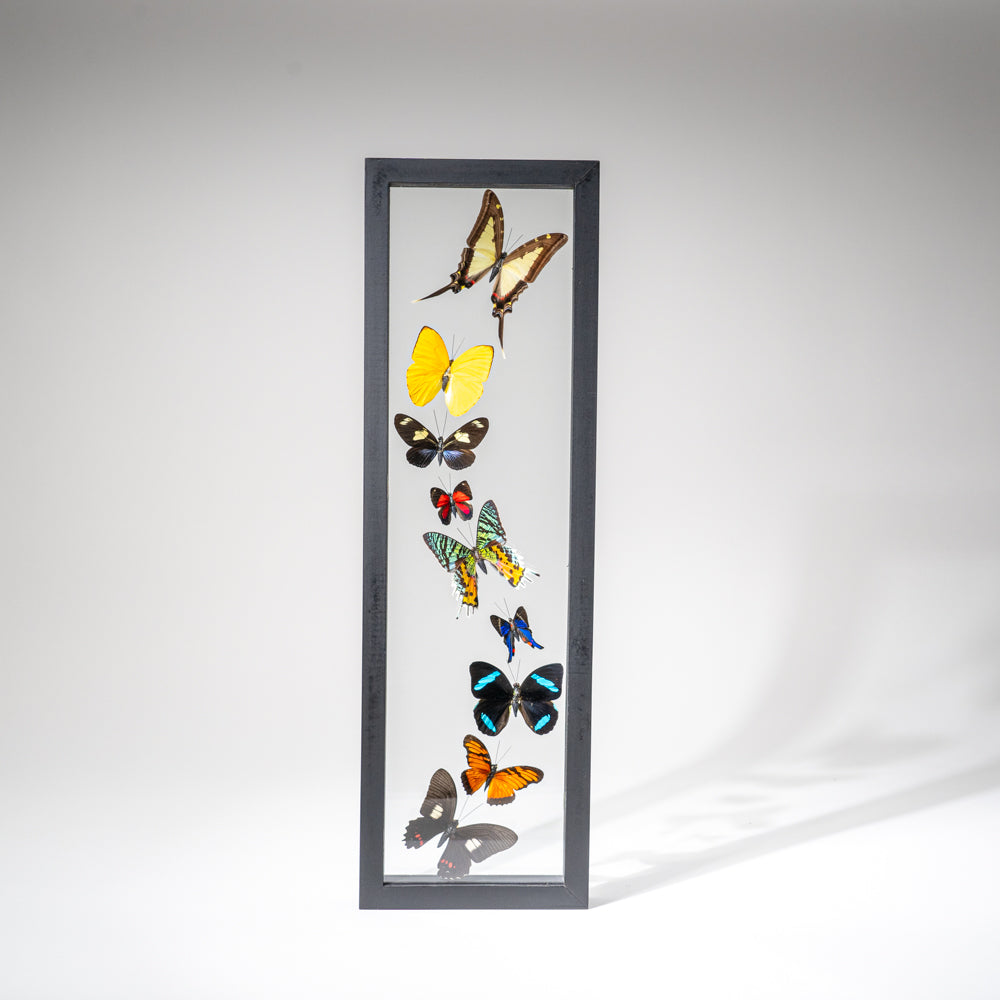 9 Genuine Butterflies in Black Display Frame