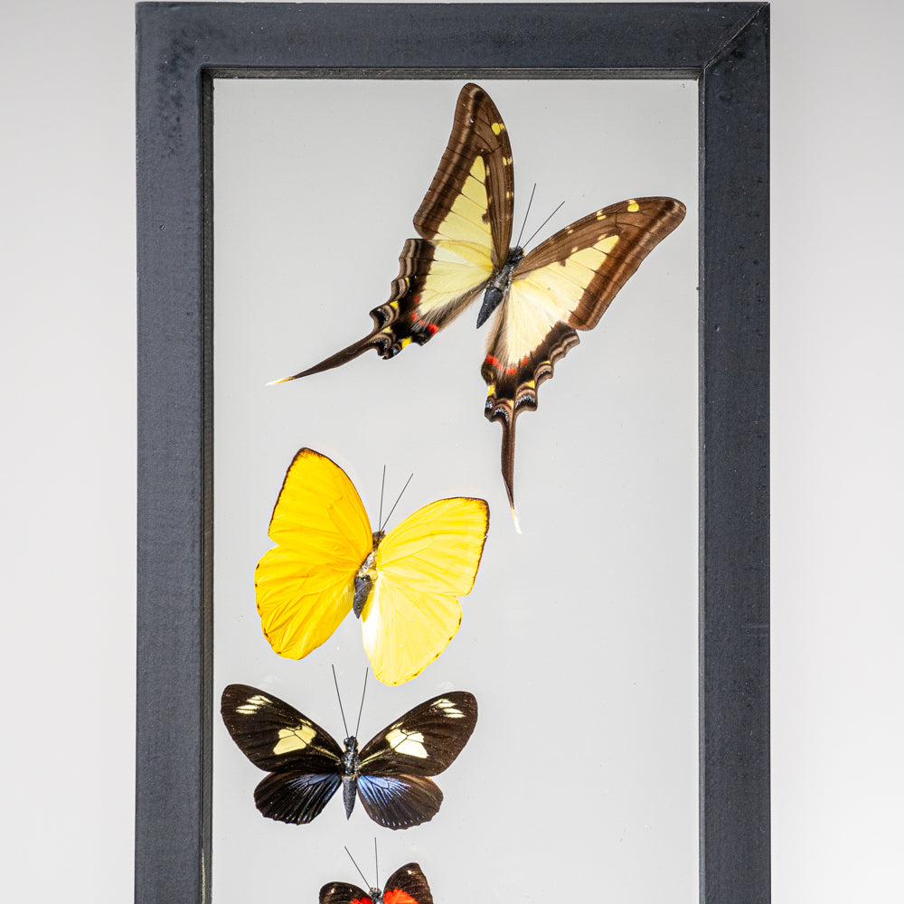 9 Genuine Butterflies in Black Display Frame