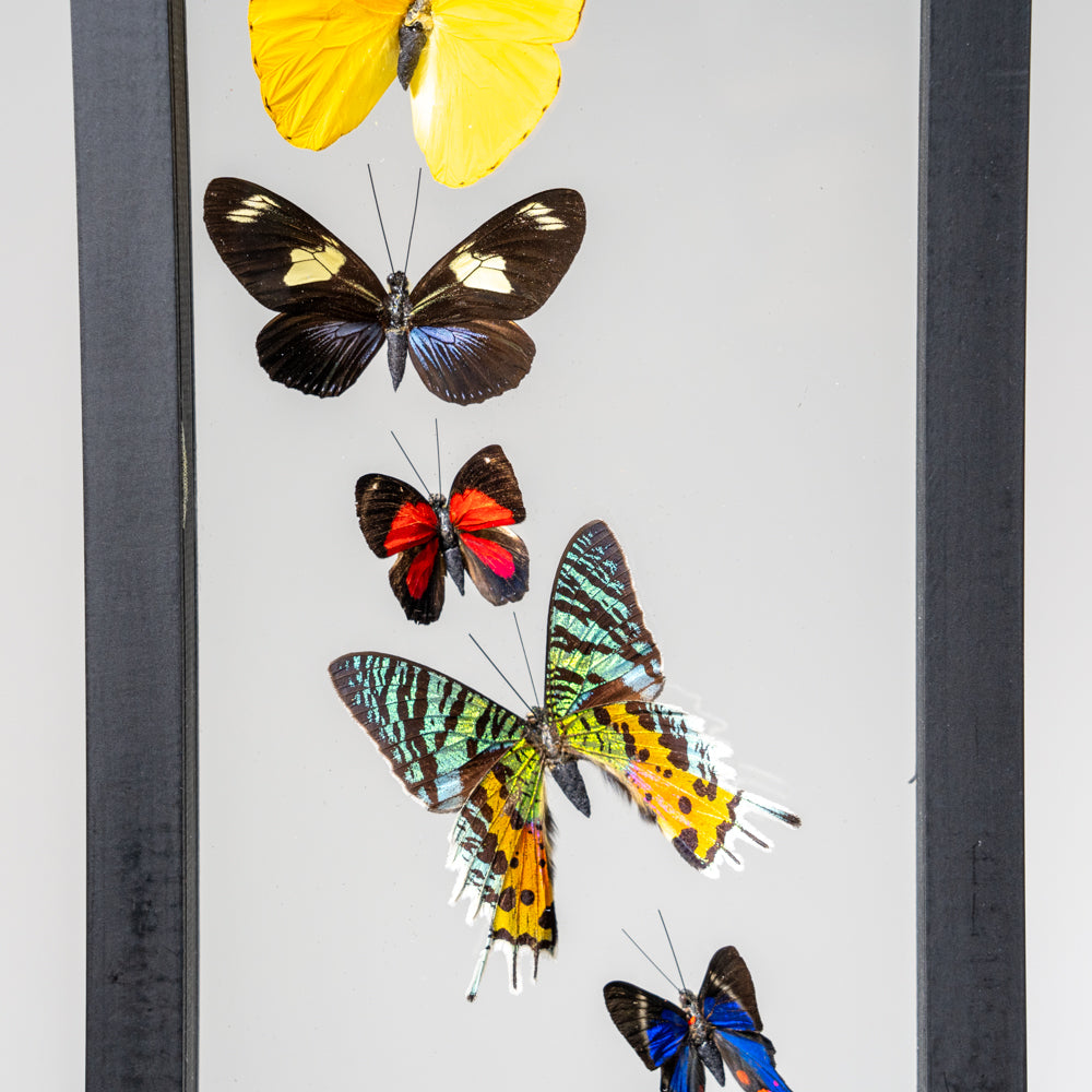 9 Genuine Butterflies in Black Display Frame