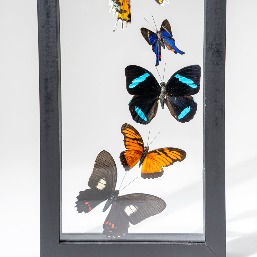 9 Genuine Butterflies in Black Display Frame