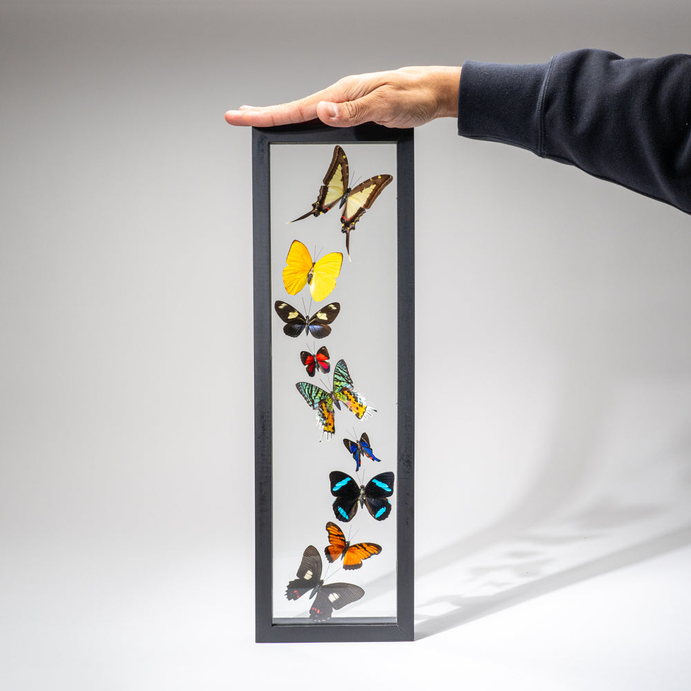 9 Genuine Butterflies in Black Display Frame