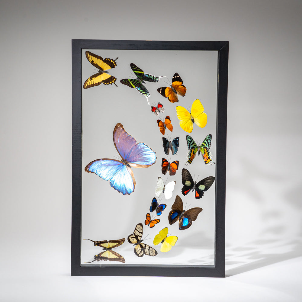 18 Genuine Butterflies in Black Display Frame