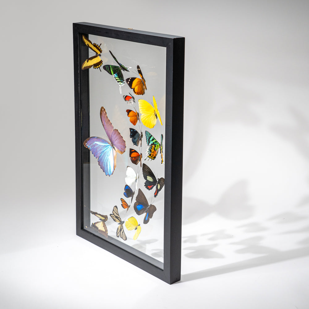 18 Genuine Butterflies in Black Display Frame