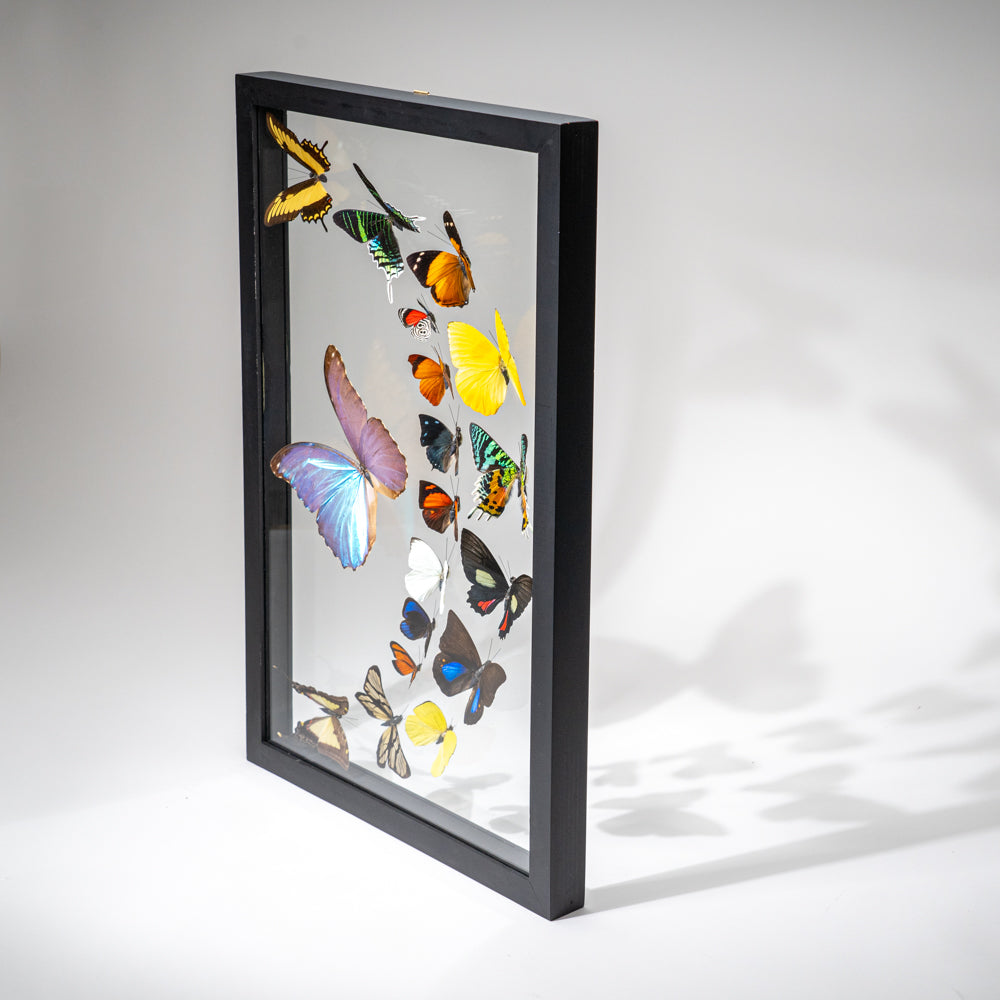 18 Genuine Butterflies in Black Display Frame