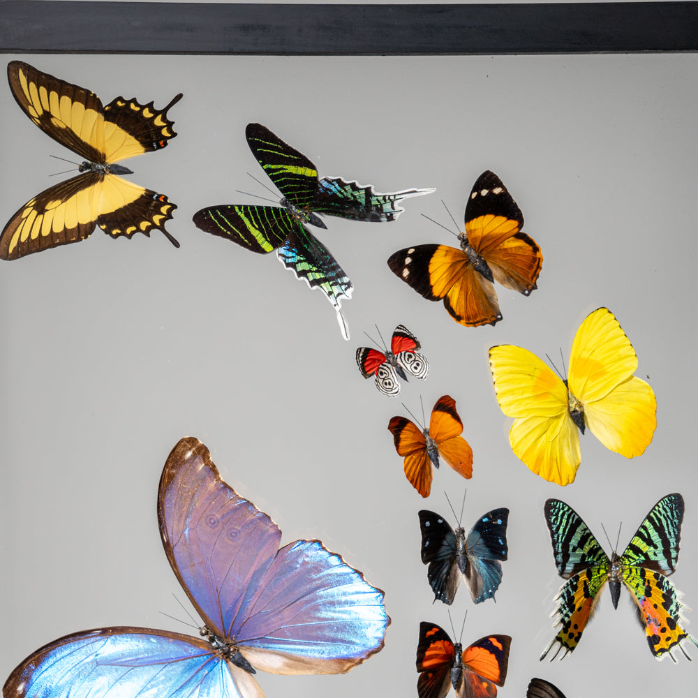 18 Genuine Butterflies in Black Display Frame