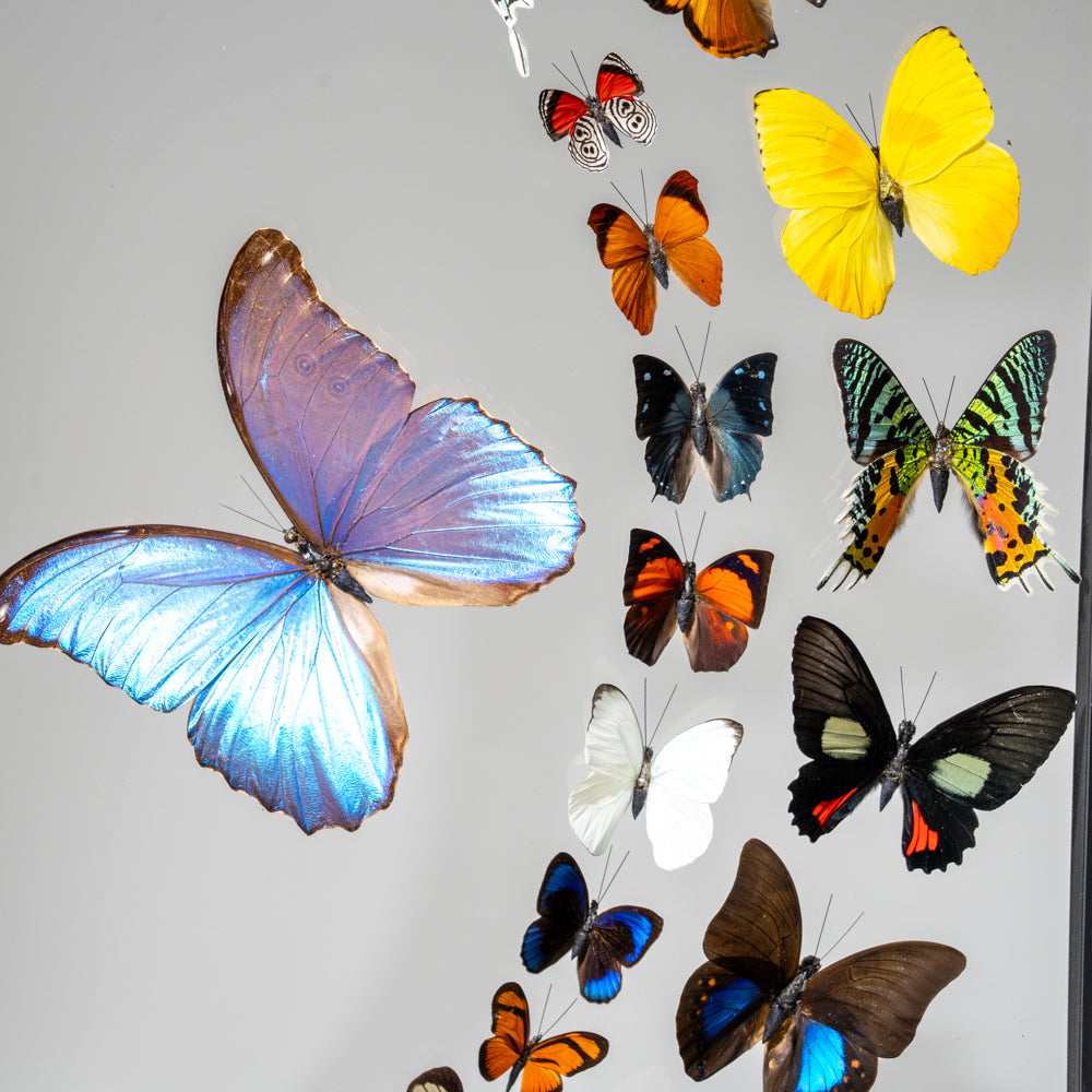 18 Genuine Butterflies in Black Display Frame