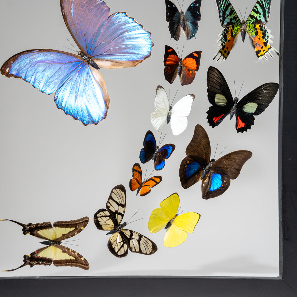 18 Genuine Butterflies in Black Display Frame