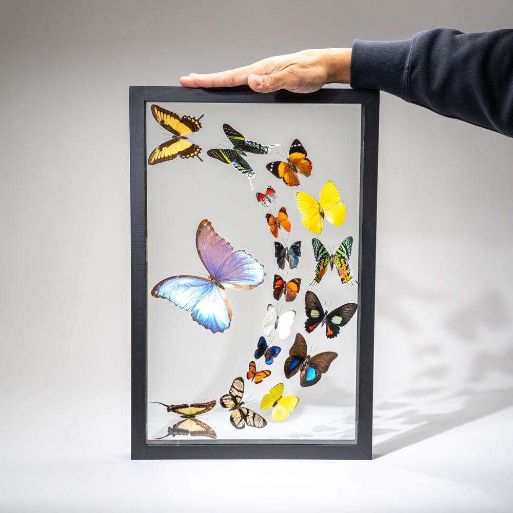 18 Genuine Butterflies in Black Display Frame