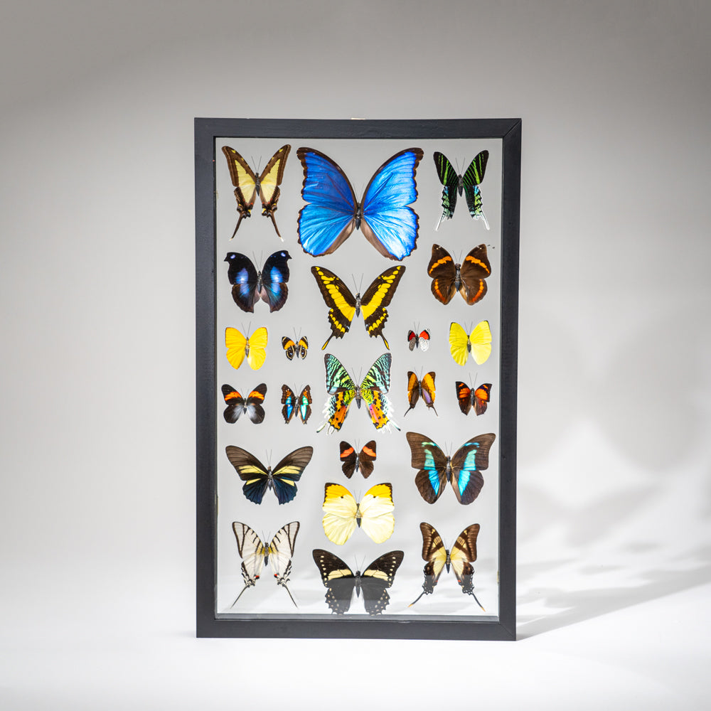 22 Genuine Butterflies in Black Display Frame