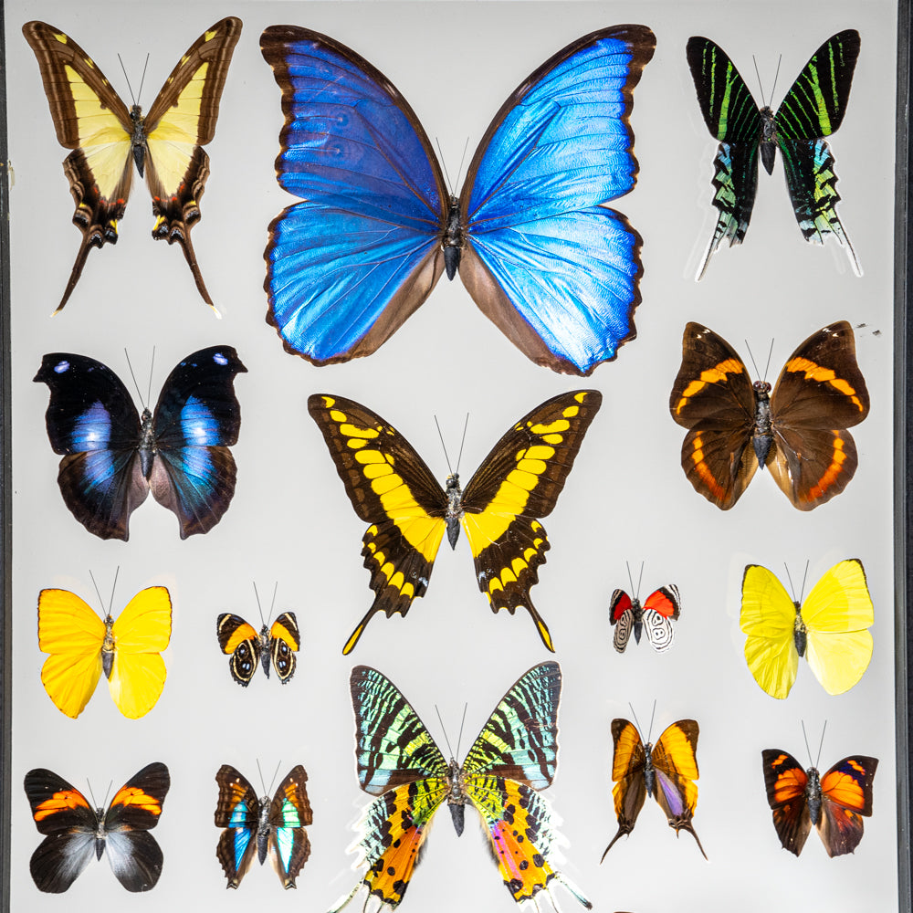 22 Genuine Butterflies in Black Display Frame