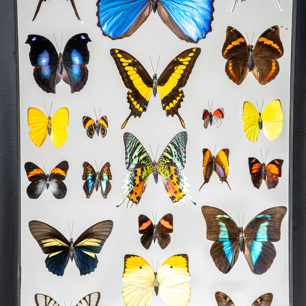 22 Genuine Butterflies in Black Display Frame