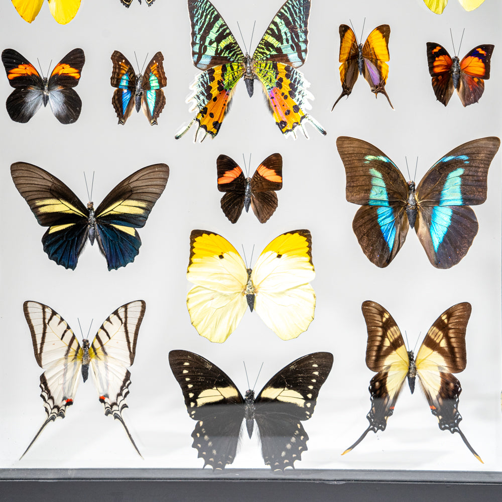 22 Genuine Butterflies in Black Display Frame