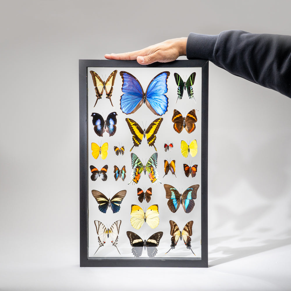 22 Genuine Butterflies in Black Display Frame