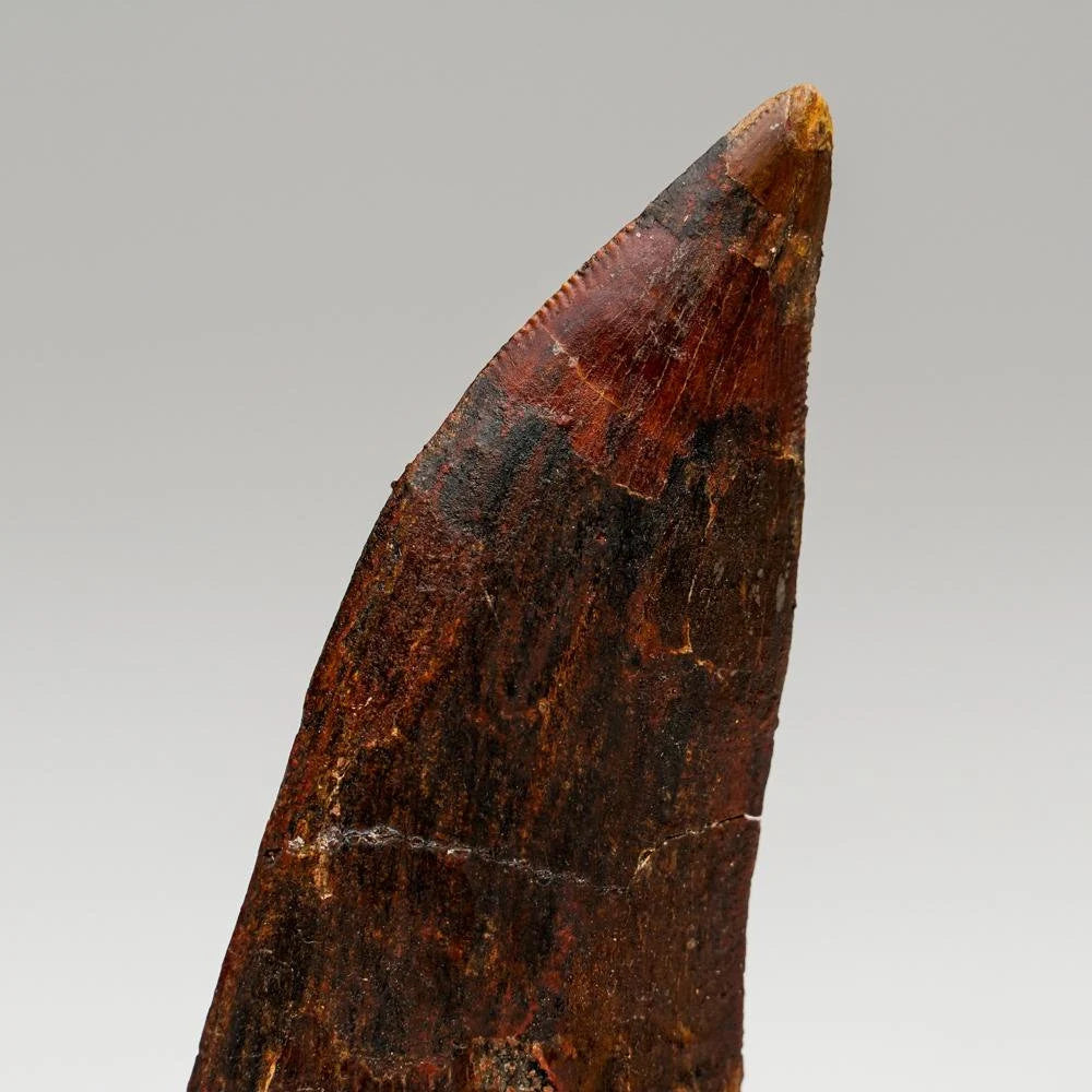 Carcharodontosaurus Tooth From Tegana Formation, North Africa