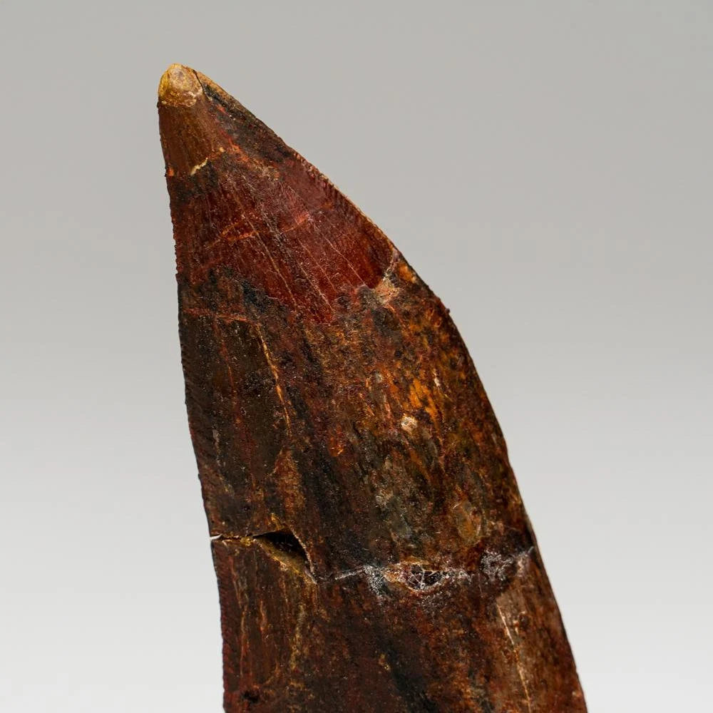 Carcharodontosaurus Tooth From Tegana Formation, North Africa