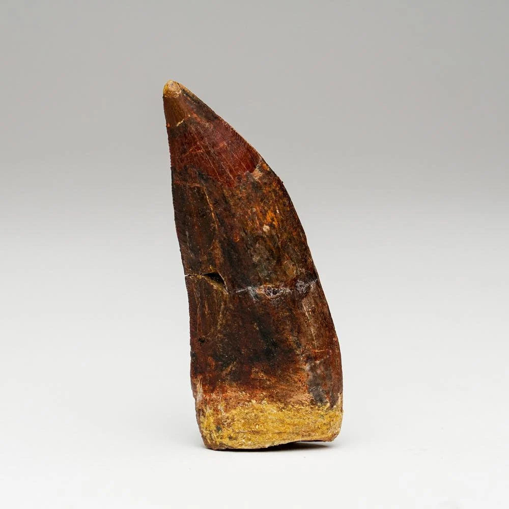 Carcharodontosaurus Tooth From Tegana Formation, North Africa