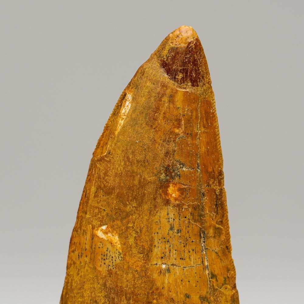 Carcharodontosaurus Tooth From Tegana Formation, North Africa