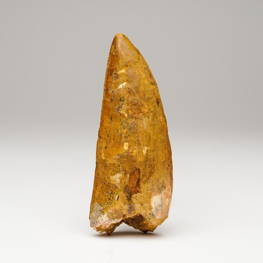 Carcharodontosaurus Tooth From Tegana Formation, North Africa