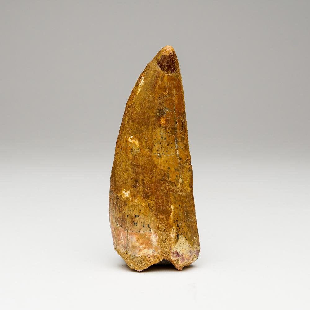 Carcharodontosaurus Tooth From Tegana Formation, North Africa