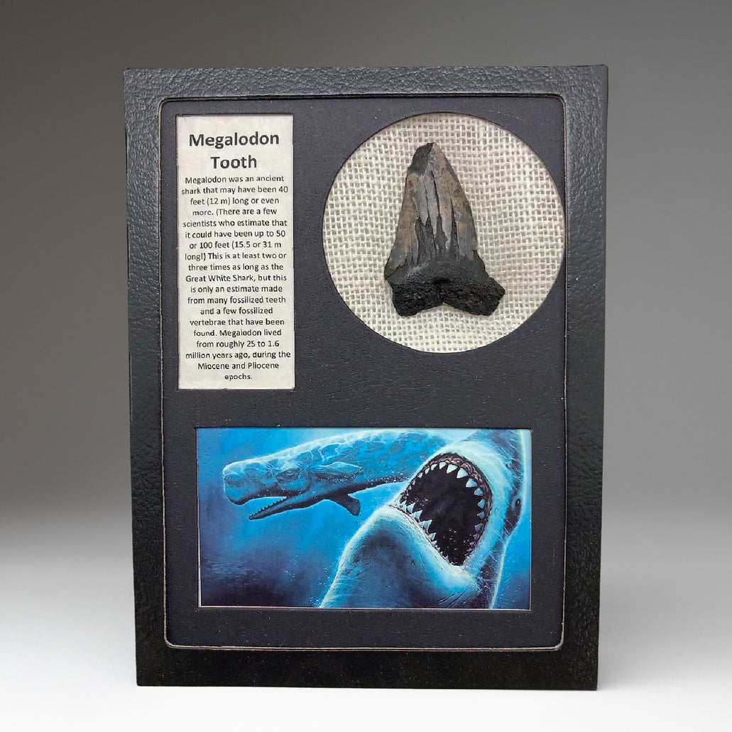 Genuine Megalodon Shark Tooth in Display Box — Astro Gallery of Gems