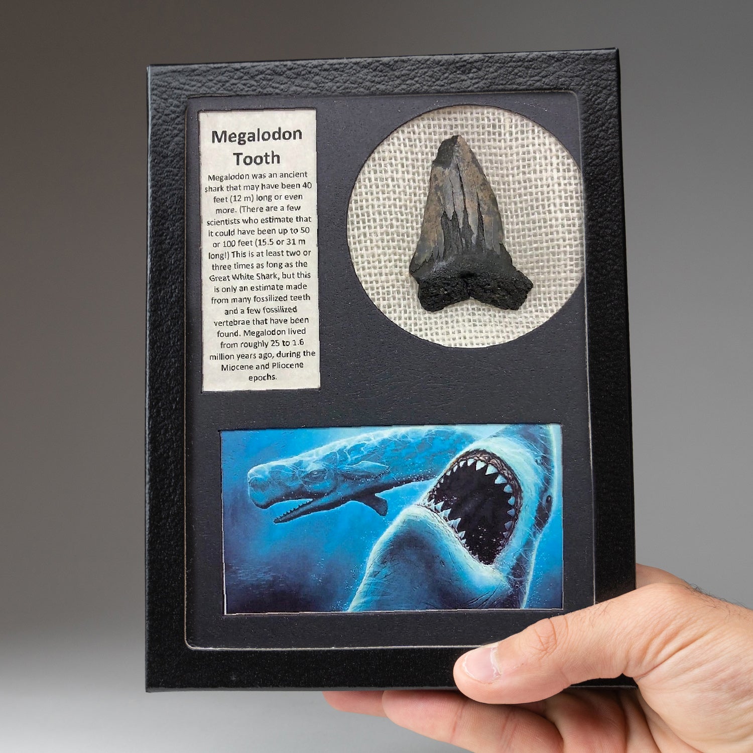 Genuine Megalodon Shark Tooth in Display Box