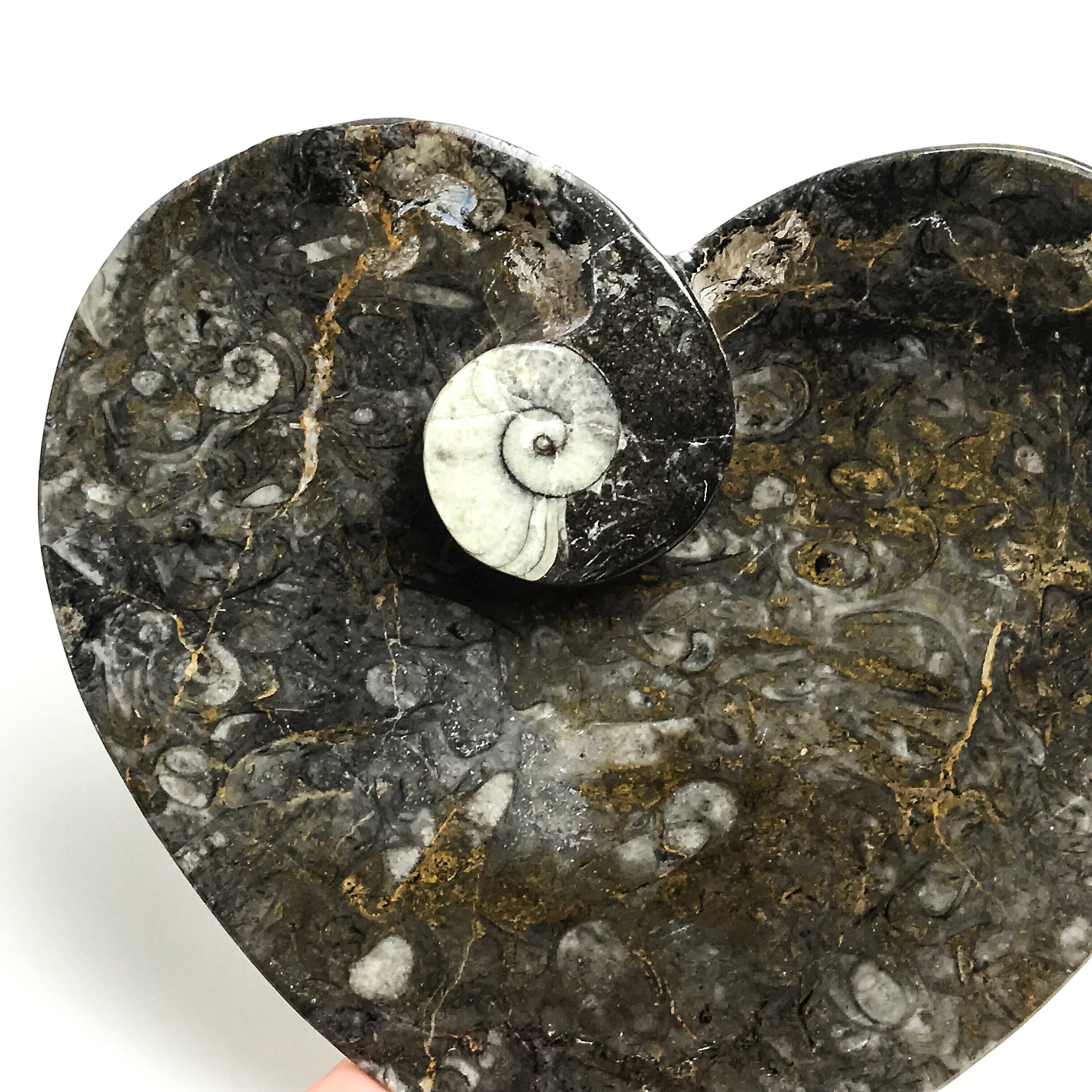 Goniatite Fossil Dish - Medium Heart - Astro Gallery