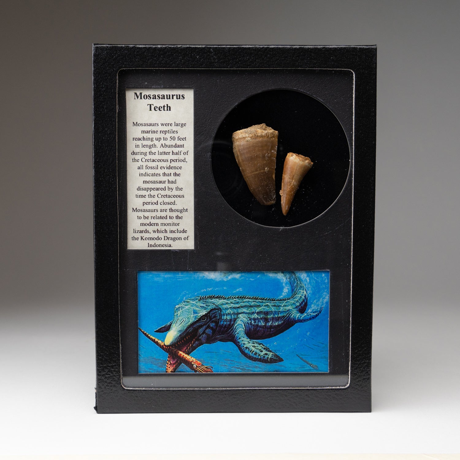 Genuine Mosasaur Teeth  in a Glass Display Box