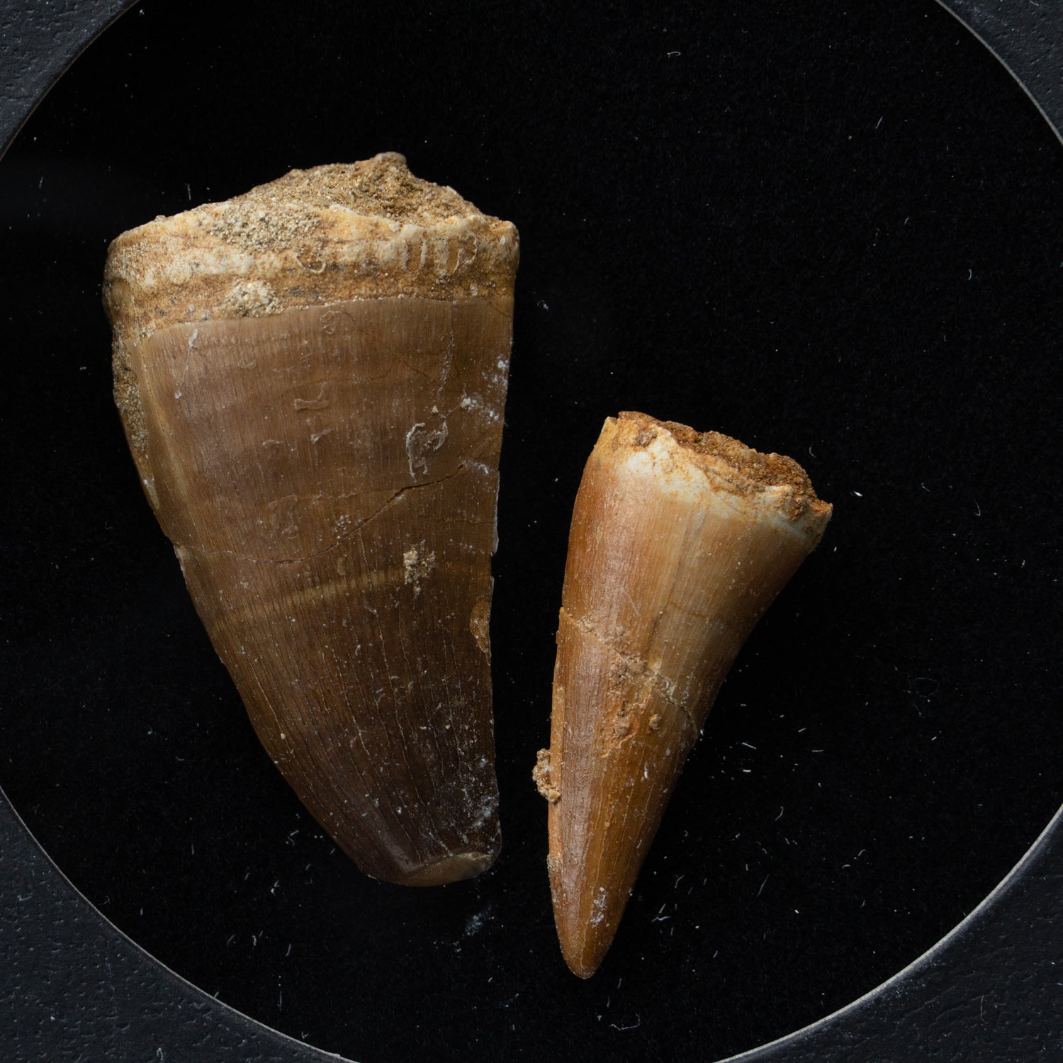 Genuine Mosasaur Teeth  in a Glass Display Box