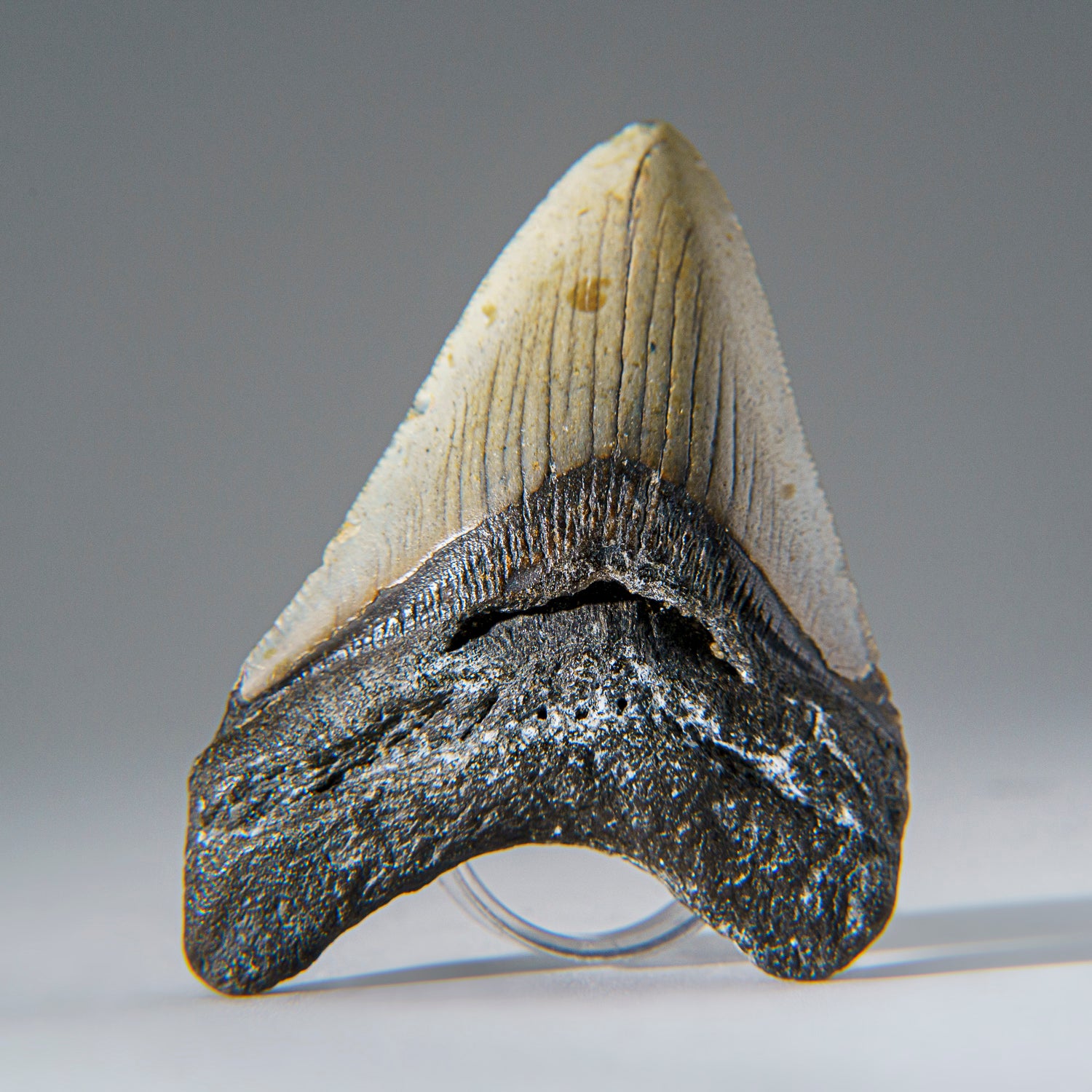 Genuine 3"-3.5" Megalodon Shark Tooth in Display Box