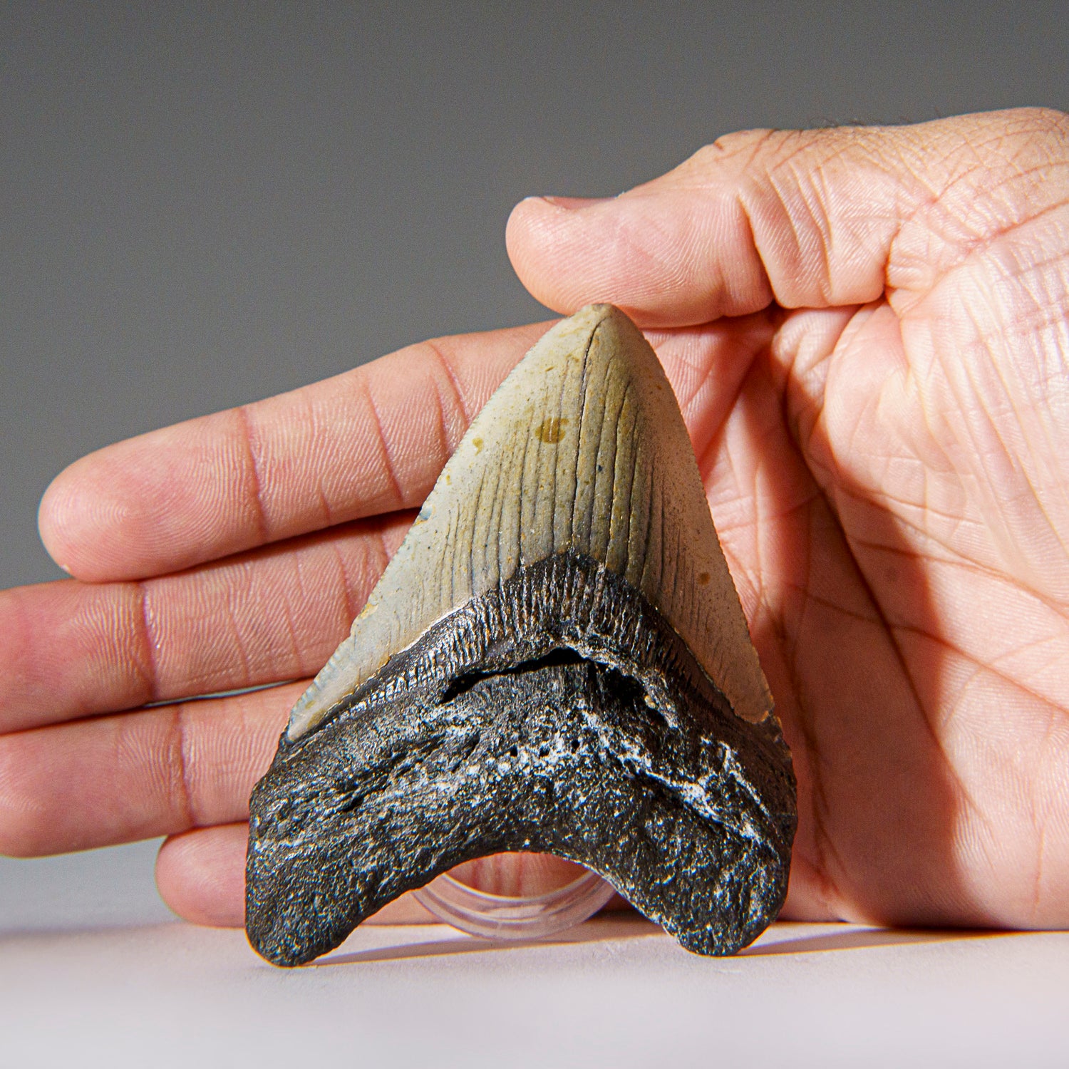 Genuine 3"-3.5" Megalodon Shark Tooth in Display Box