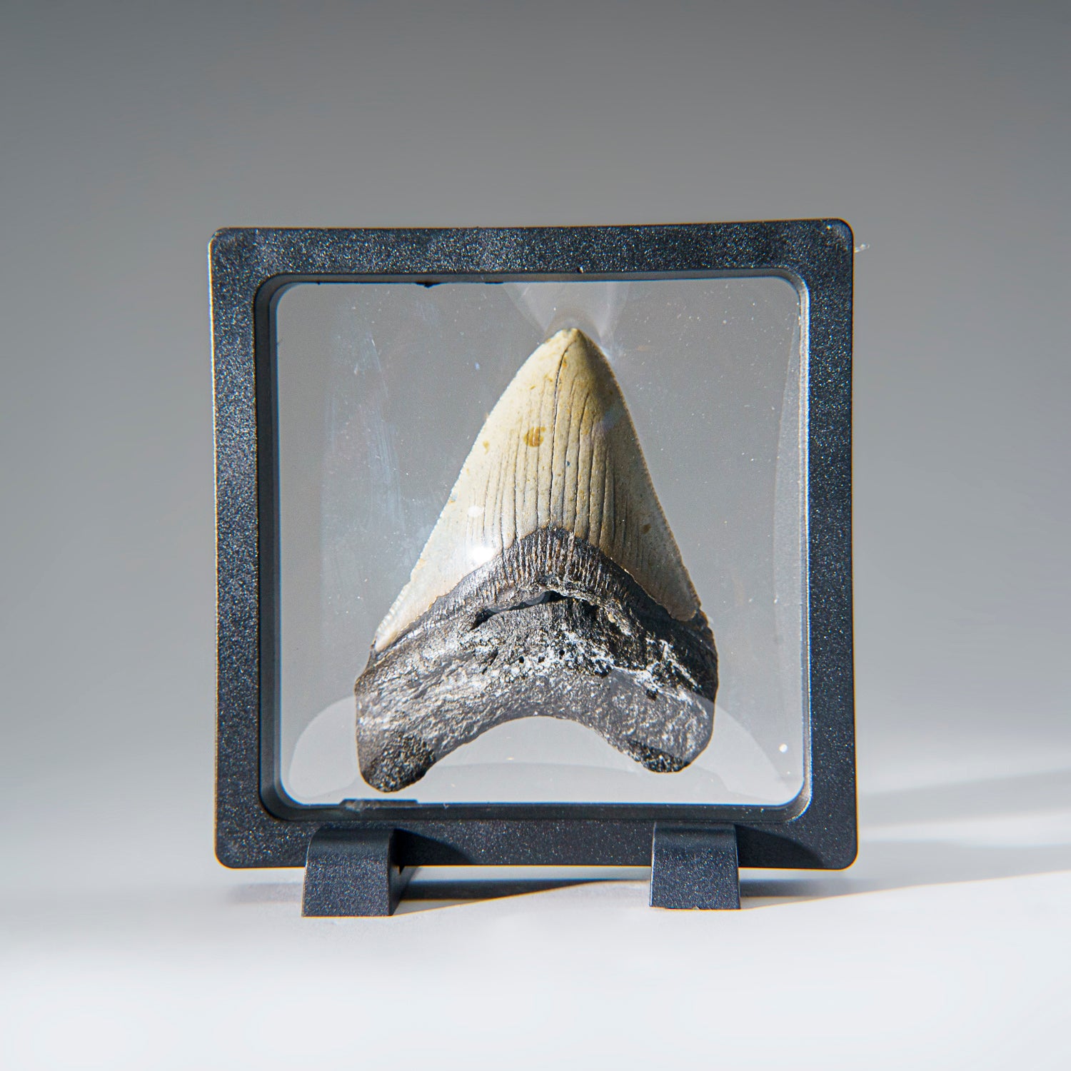 Genuine 3"-3.5" Megalodon Shark Tooth in Display Box