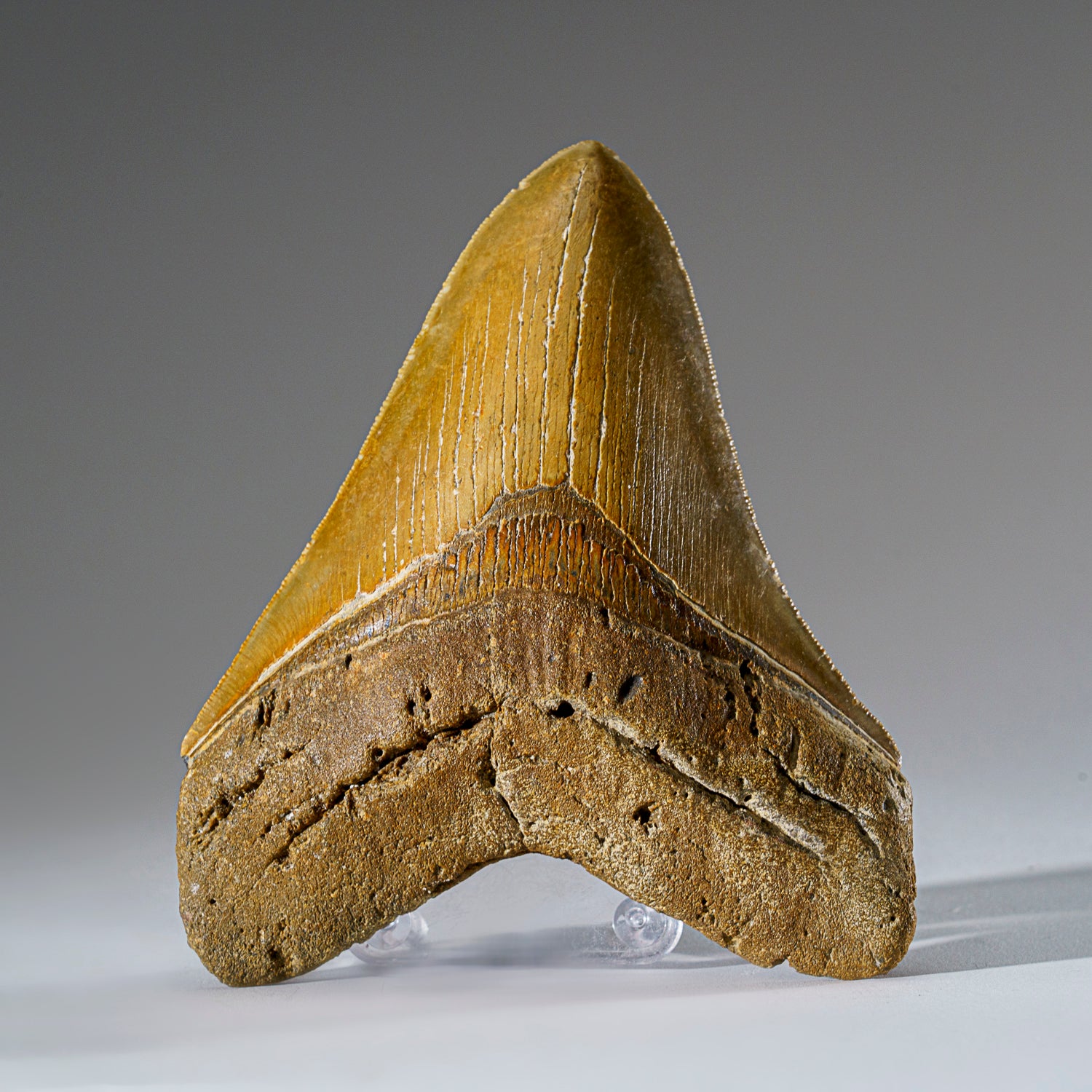 Genuine Megalodon Shark Tooth from Indonesia in Display Box (293.9 grams)