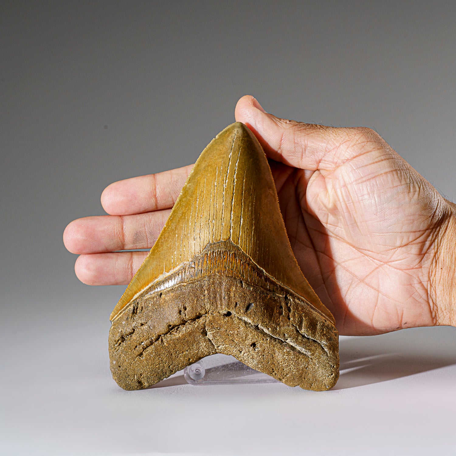 Genuine Megalodon Shark Tooth from Indonesia in Display Box (293.9 grams)