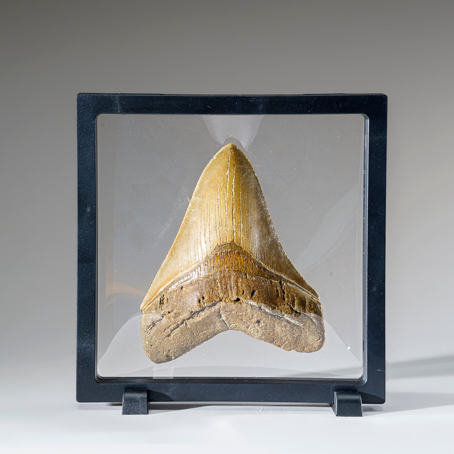 Genuine Megalodon Shark Tooth from Indonesia in Display Box (293.9 grams)