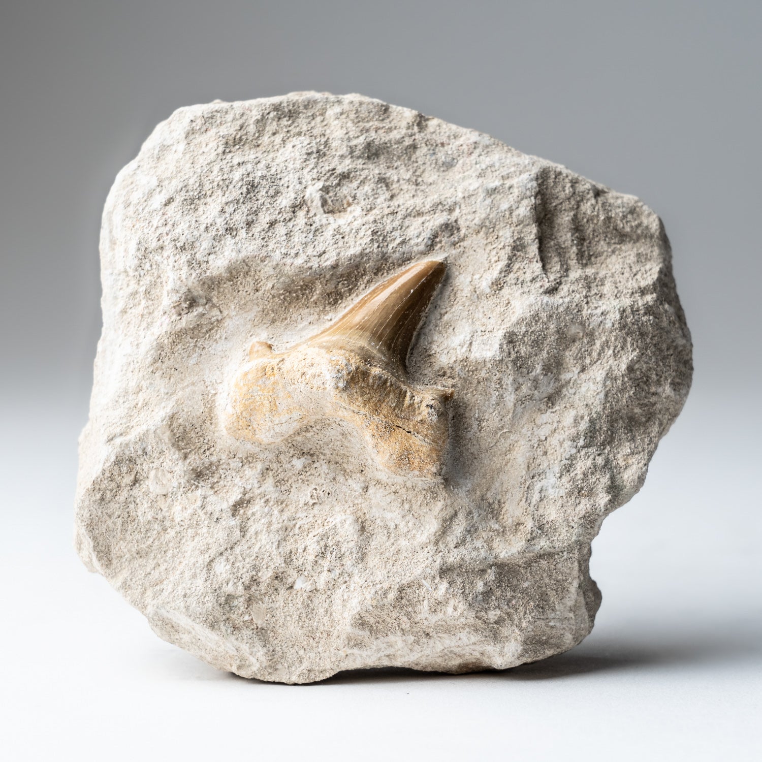 Genuine Pre-Historic Shark Tooth in Matrix