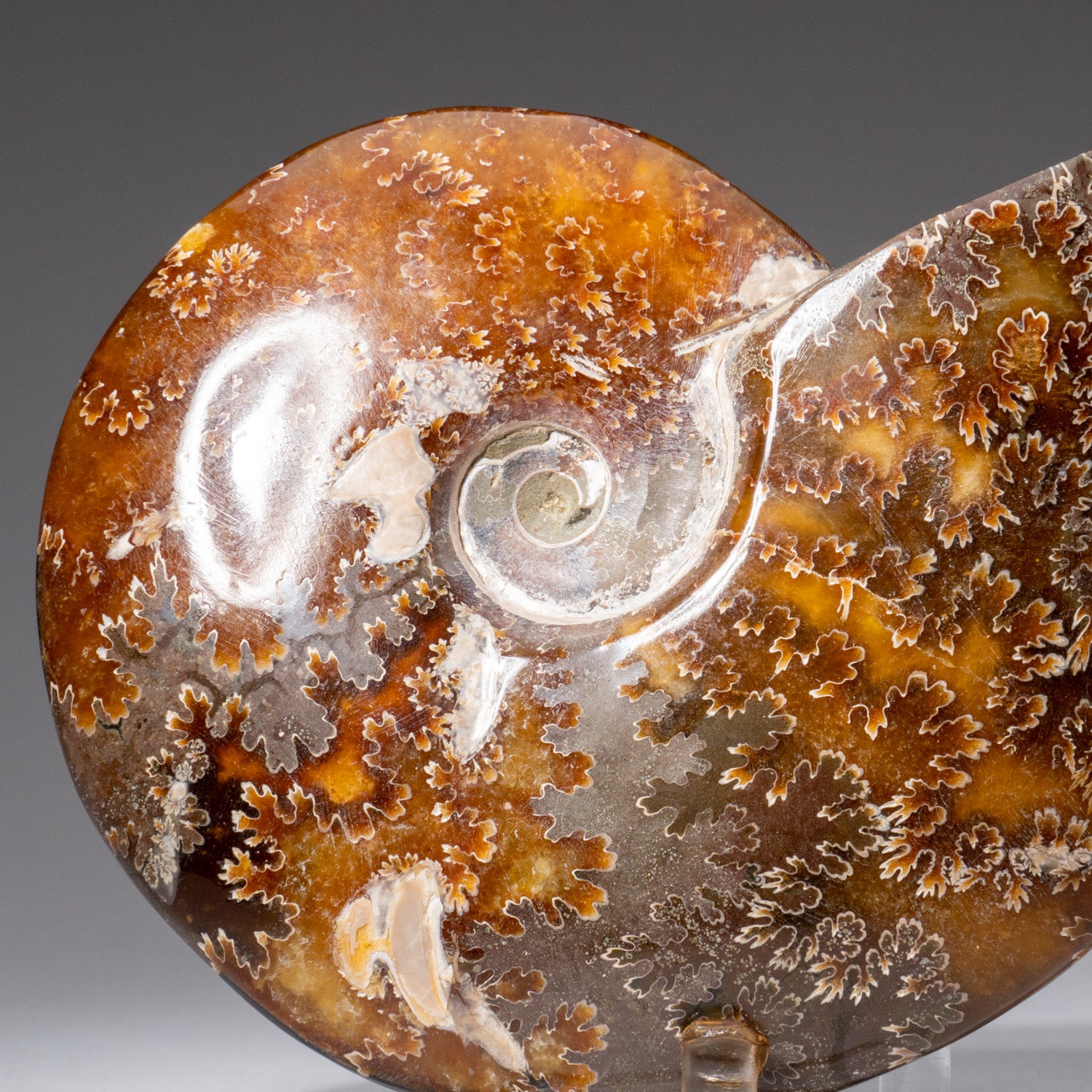 Genuine Nautilus Ammonite from Madagascar (1.5 lbs)