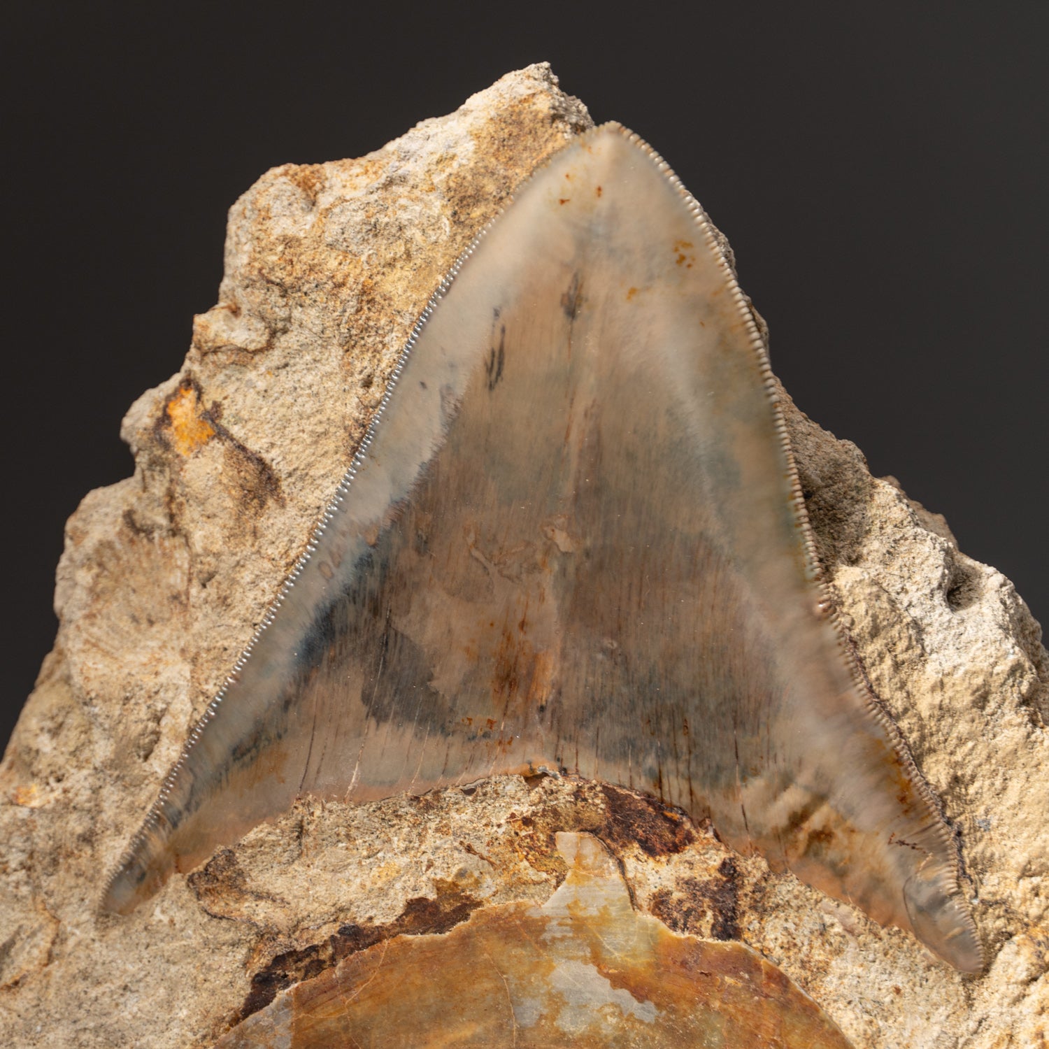 Giant Genuine Megalodon Shark Tooth in Matrix from Indonesia