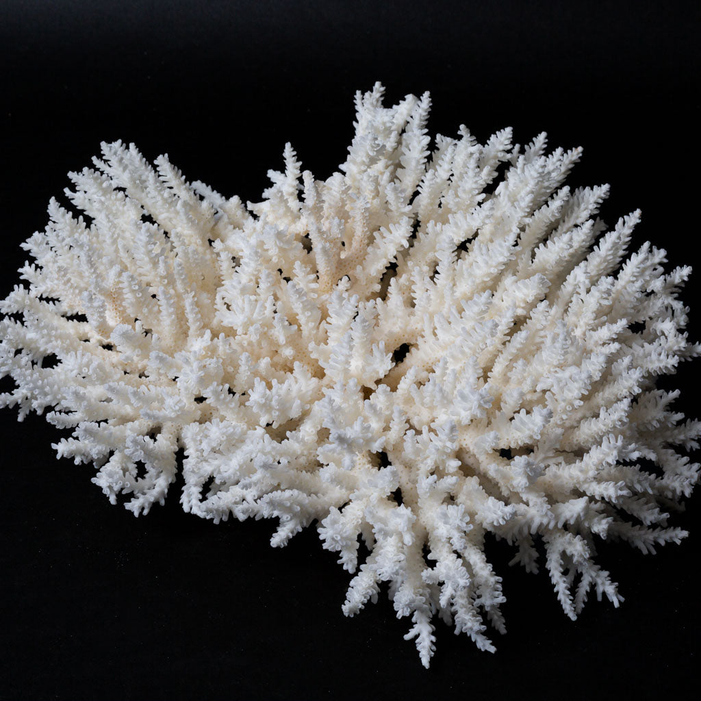 Genuine White Table Coral Cluster (1.4 lbs)