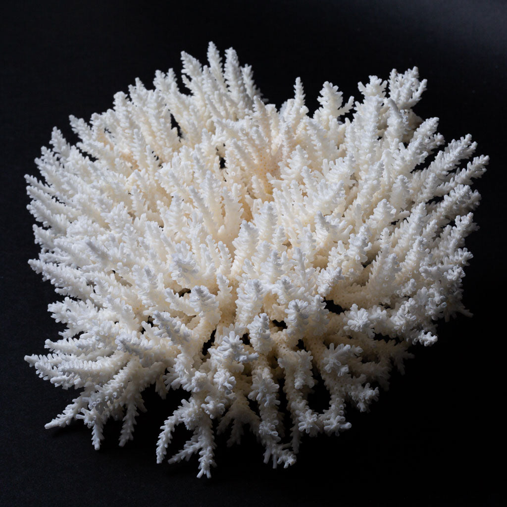 Genuine White Table Coral Cluster (1.4 lbs)