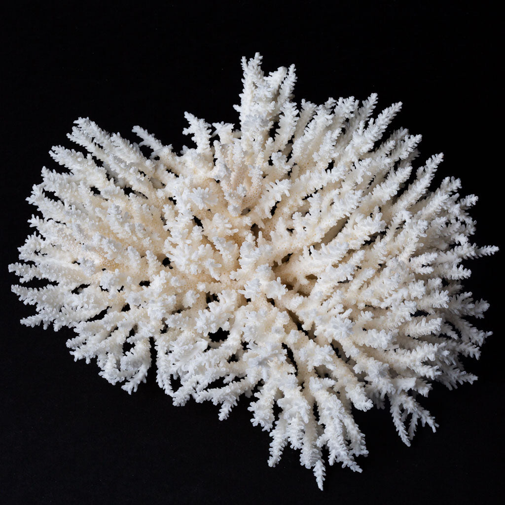 Genuine White Table Coral Cluster (1.4 lbs)
