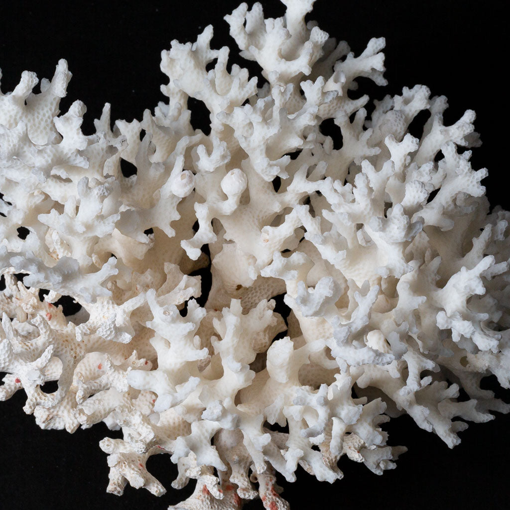 Genuine Birds Nest Coral (.8 lbs)