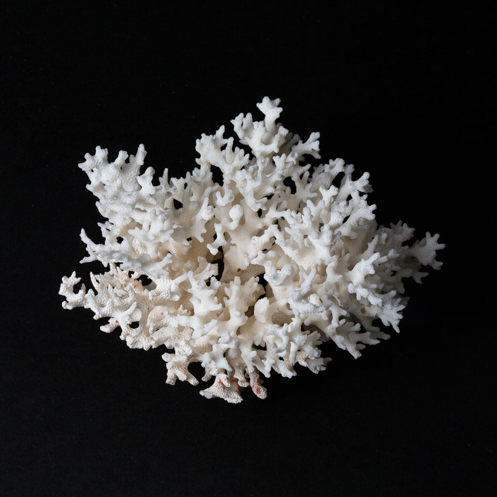 Genuine Birds Nest Coral (.8 lbs)